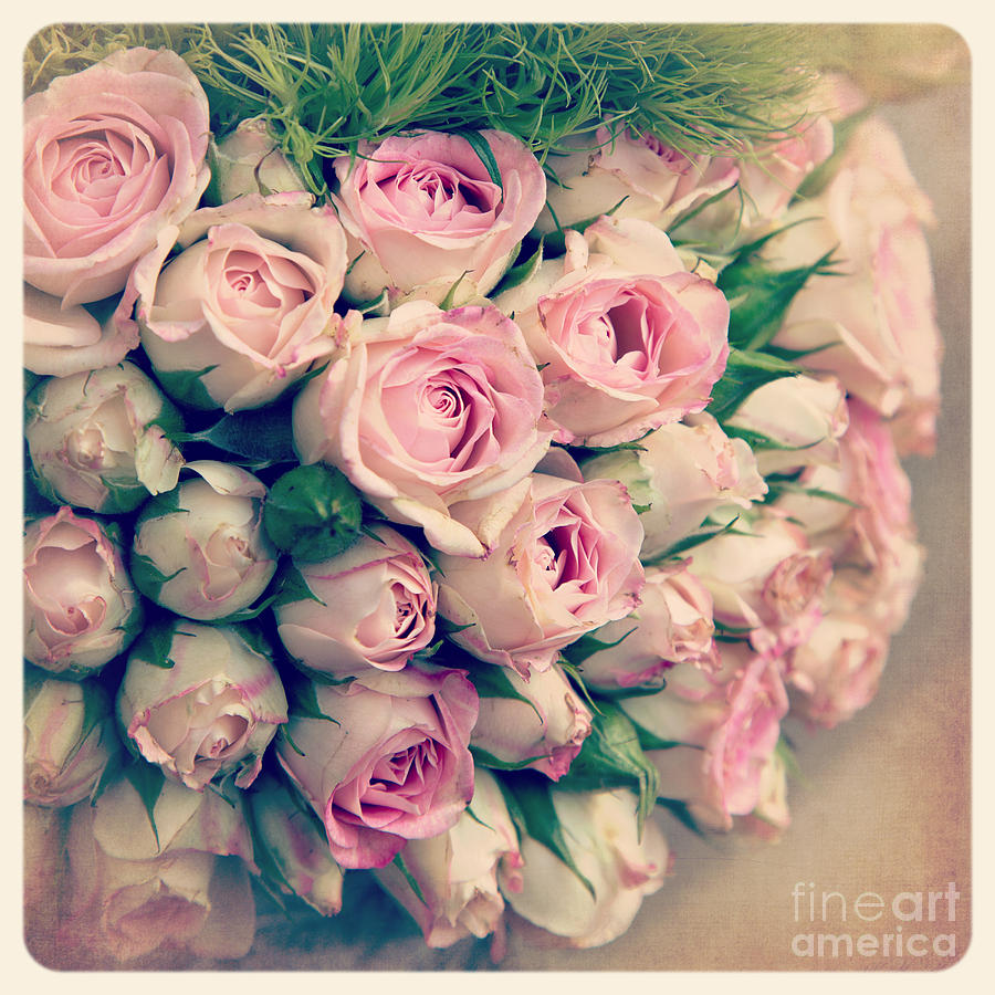 Vintage Photograph - Pink rosebuds old photo by Jane Rix