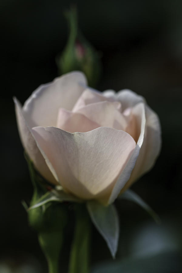 Rose Photograph - Pink Roses 0002 by Donald Brown