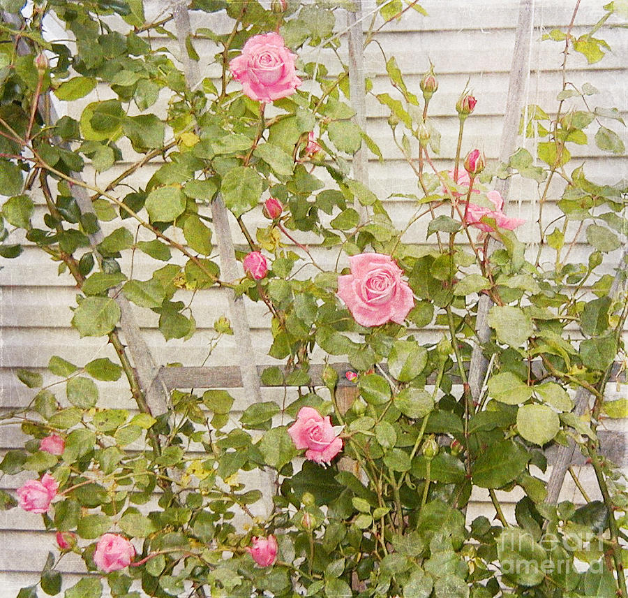 Pink Roses Photograph by Alys Caviness-Gober