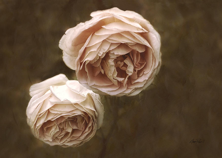 Pink Roses Photograph by Ann Powell
