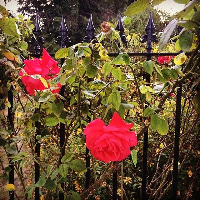 Rose Photograph - #pink #roses #beautiful #green #nature by Jemma Walsh