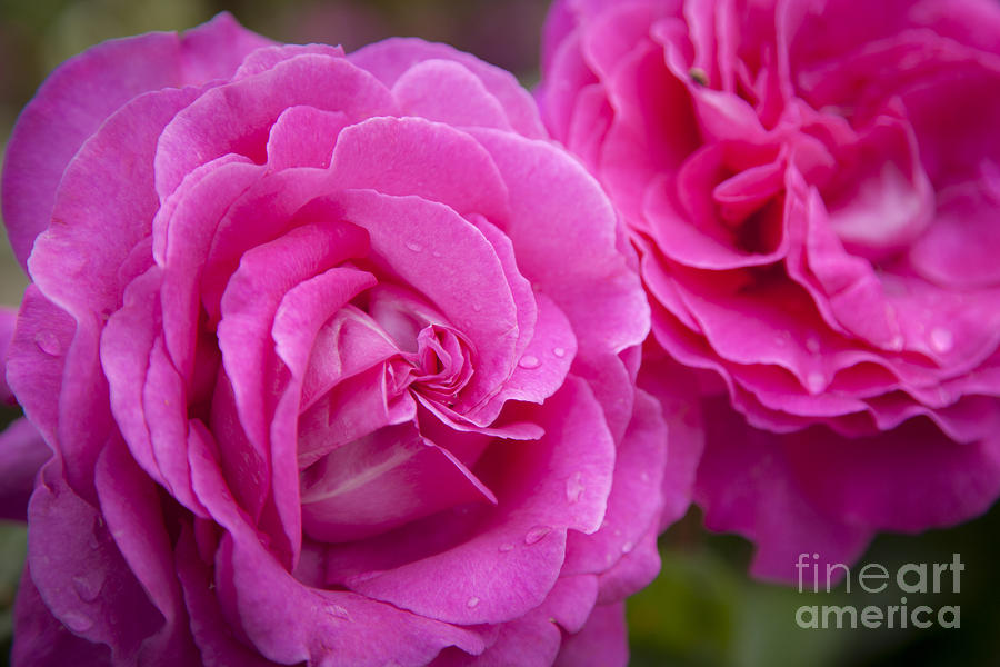 Pink Roses Photograph by Brian Jannsen