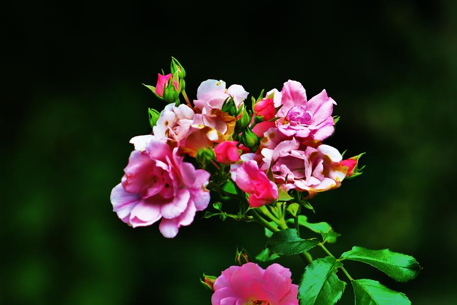 Pink Roses Photograph