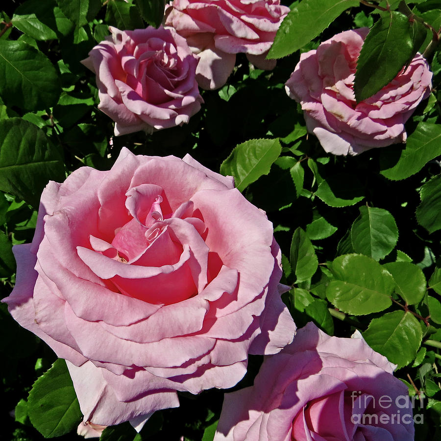 Pink Roses Photograph by Dawn Gari