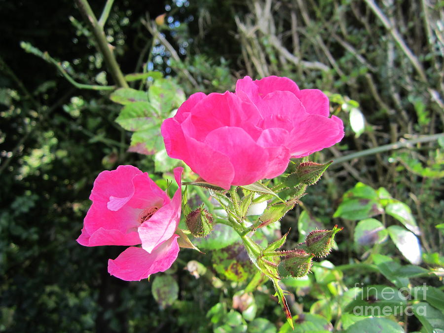 Pink roses  Photograph by Denise Cicchella