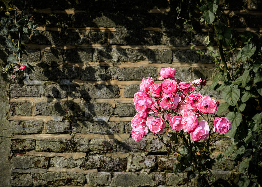 Pink roses Photograph by Dutourdumonde Photography