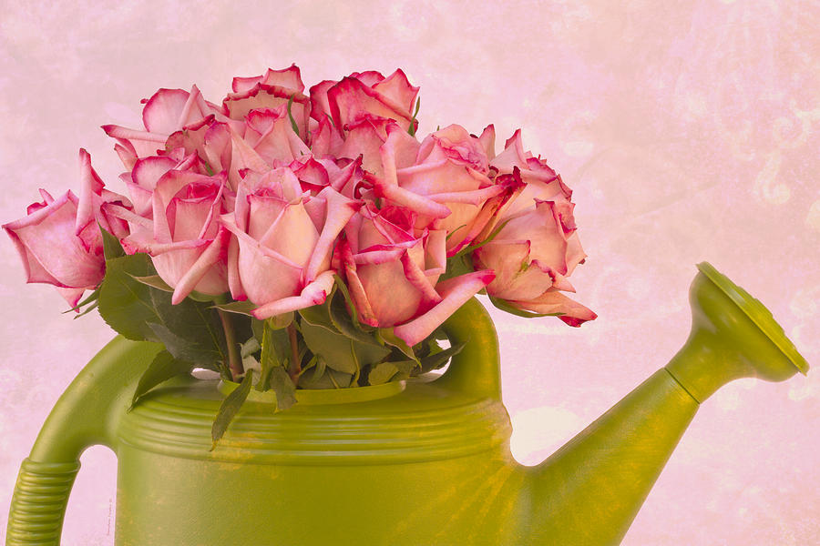 Pink Roses In Green Watering Can Photograph by Sandra Foster