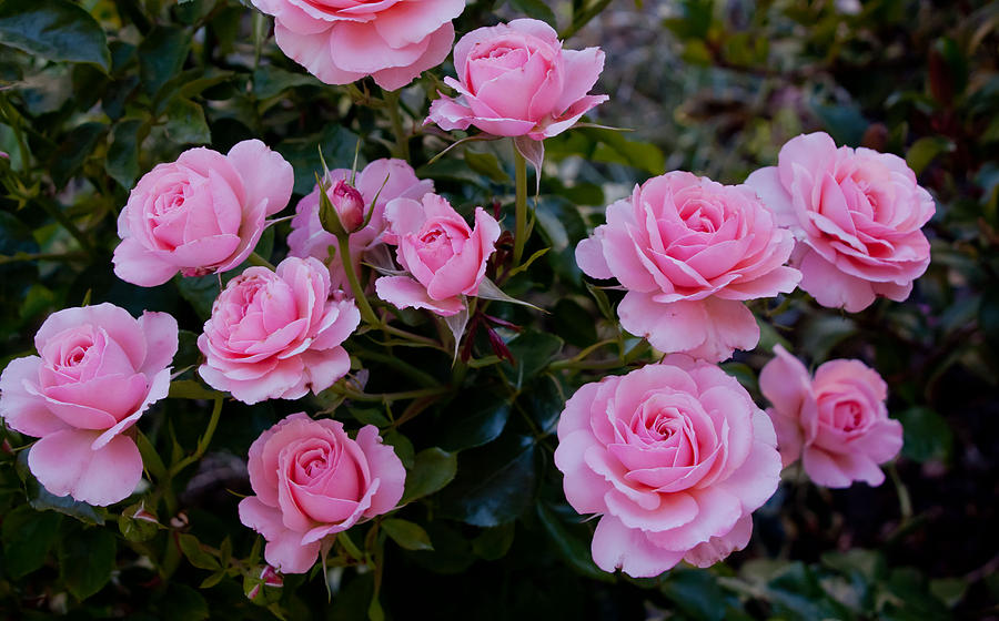 Pink Roses in the Garden Photograph by Vanessa Thomas