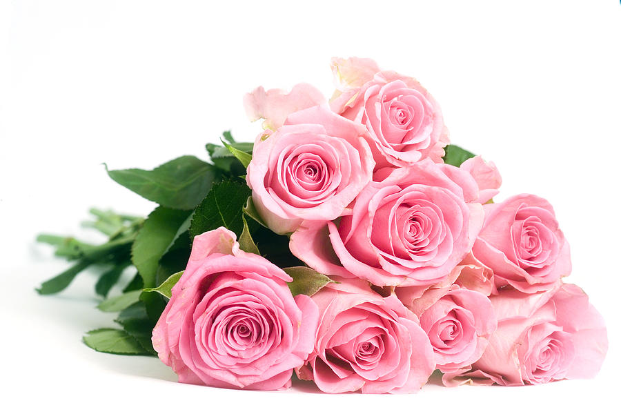 Pink Roses isolated on a white background Photograph by Abzee