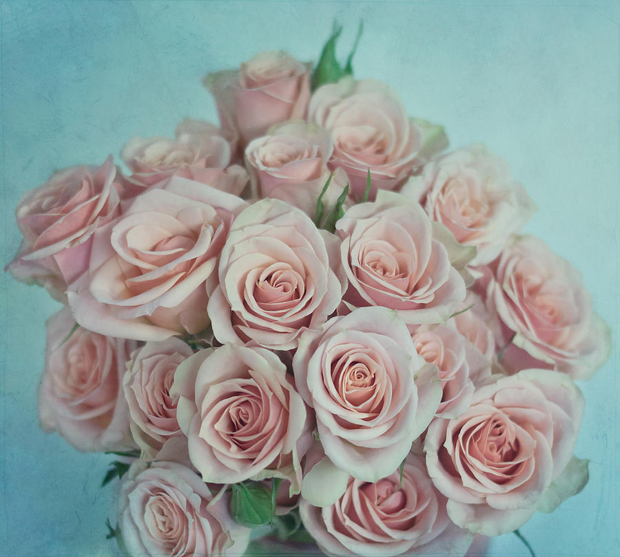 Rose Photograph - Pink Roses by Kim Hojnacki