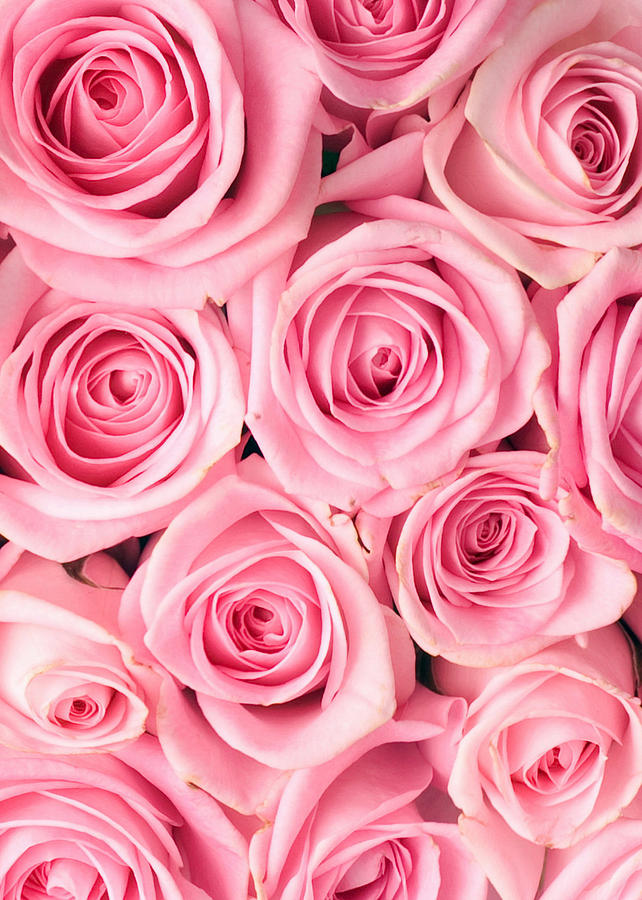 Rose Photograph - Pink Roses by Munir Alawi
