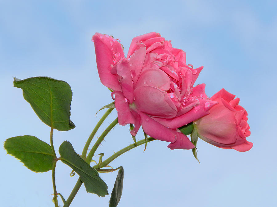 Pink Roses Photograph by Nina Bradica