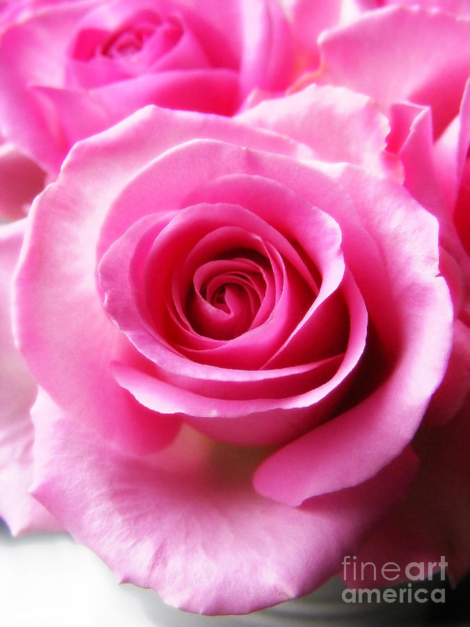 Pink Roses Closeup Photograph by Nina Ficur Feenan