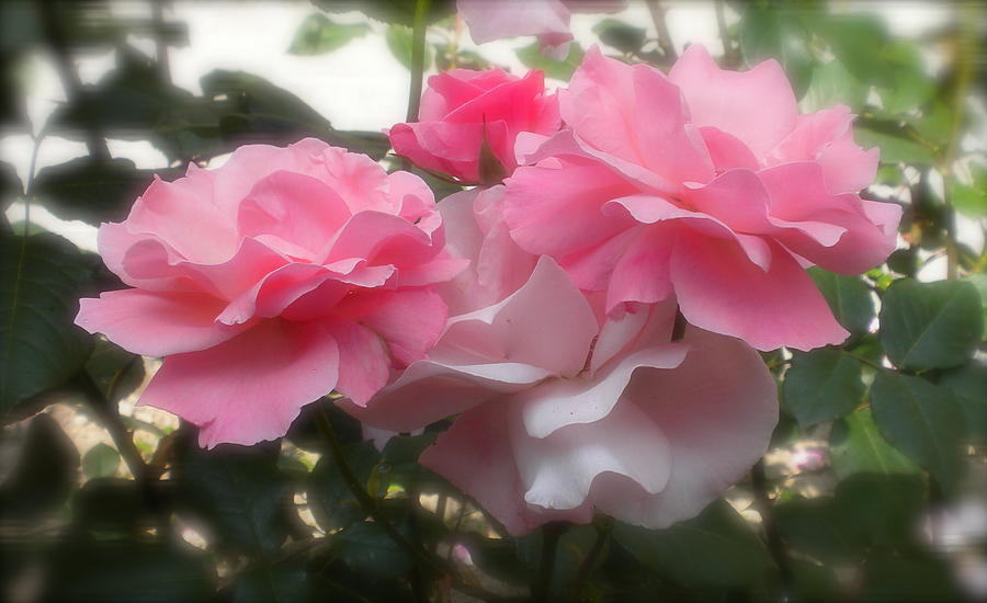 Pink Roses of London Photograph by Teresa Tilley