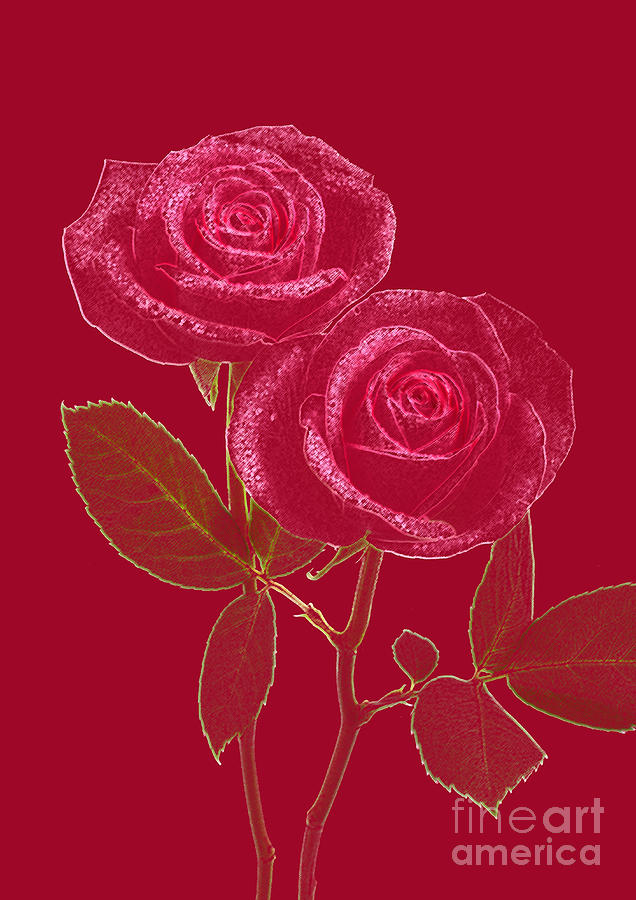 Rose Photograph - Pink roses on red by Rosemary Calvert
