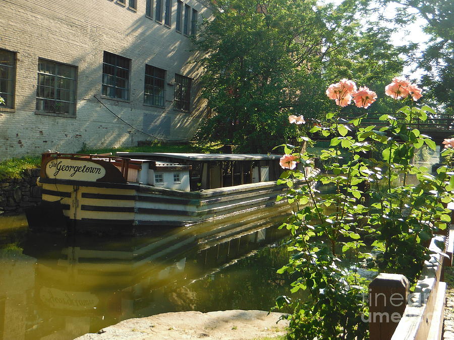 Pink Roses Over Georgetown Canal Photograph by Paddy Shaffer