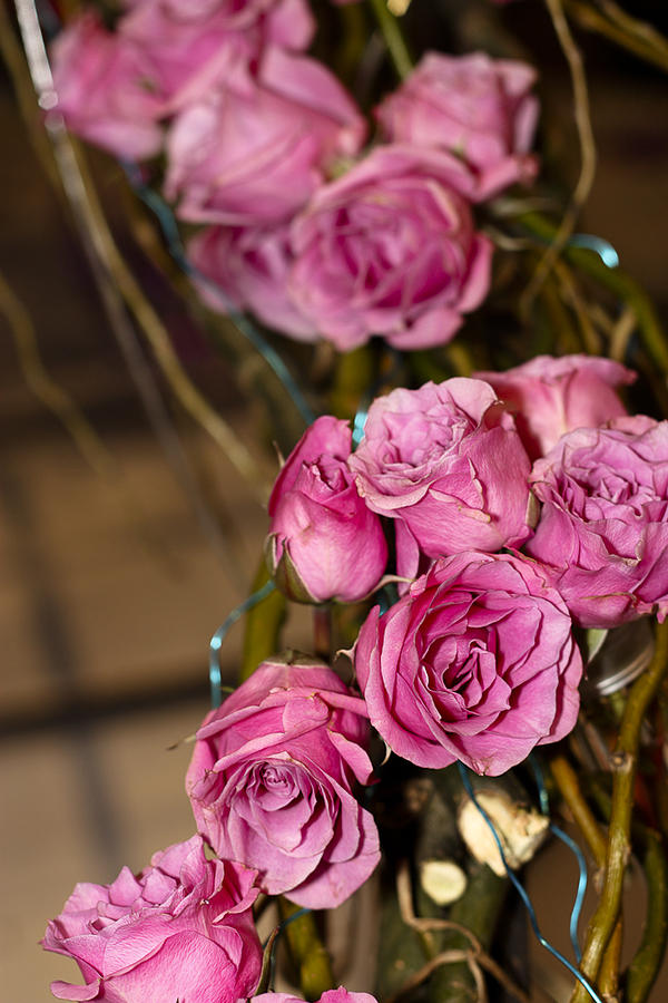 Pink Roses Photograph by Patrice Zinck