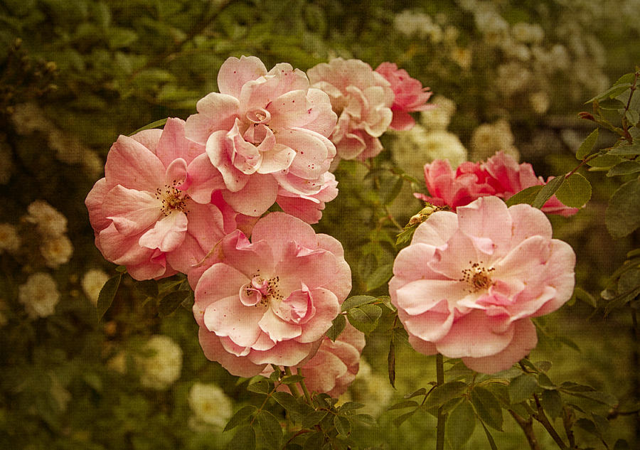 Flower Photograph - Pink Roses by Robert Murray