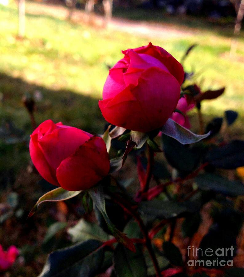 Pink Roses Photograph by Rose Wang
