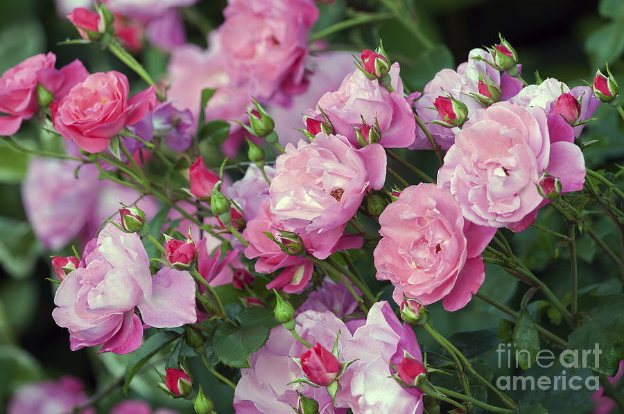 Pink Roses Photograph by Sharon Talson