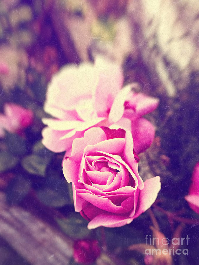 Pink roses Photograph by Silvia Ganora