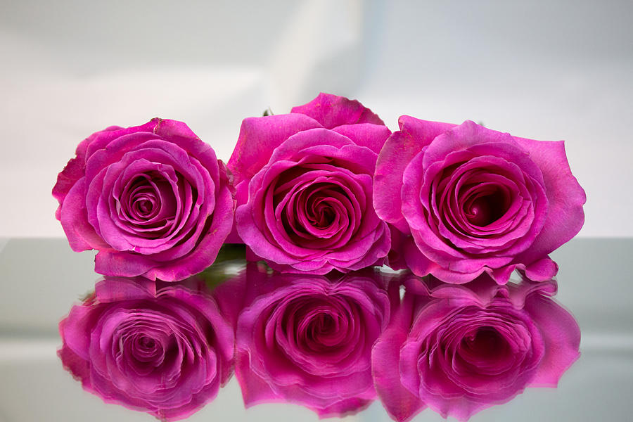 Pink roses Photograph by Susan Jensen