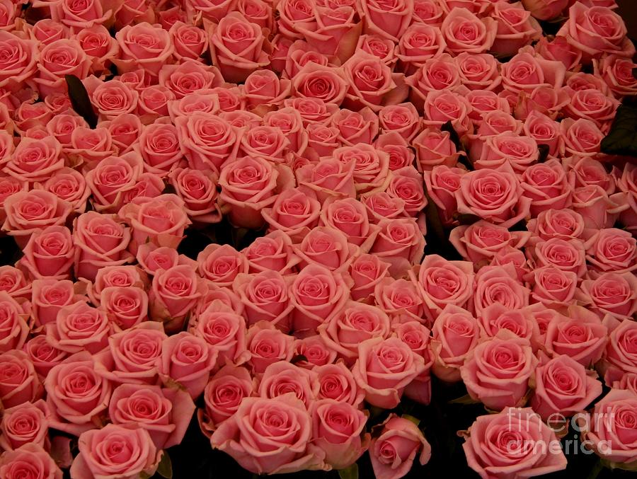 Pink roses Photograph by Susanne Baumann