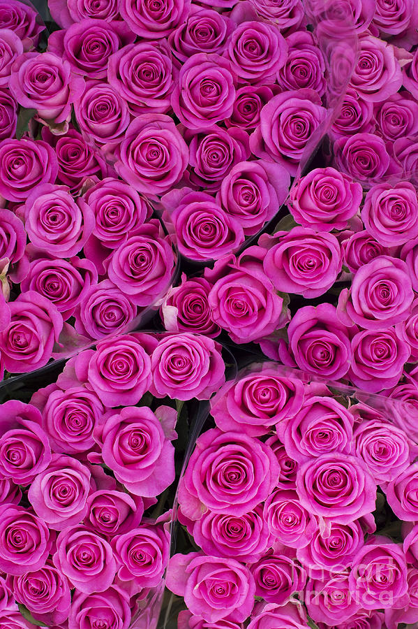 Pink Roses Photograph by Tim Gainey