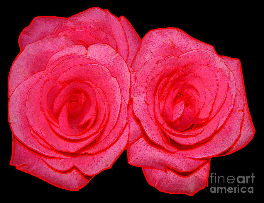 Pink Roses With Colored Edges Effects Photograph