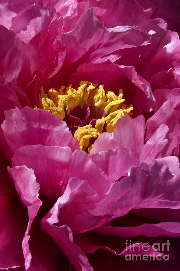 Pink ruffled peony Photograph by Carrie Cranwill