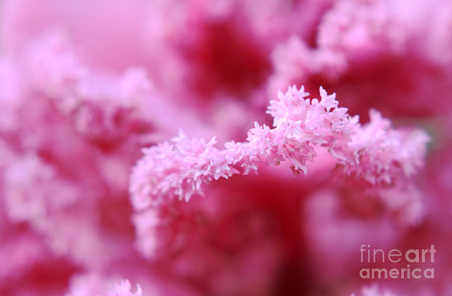 Pink Ruffles Photograph by Charline Xia