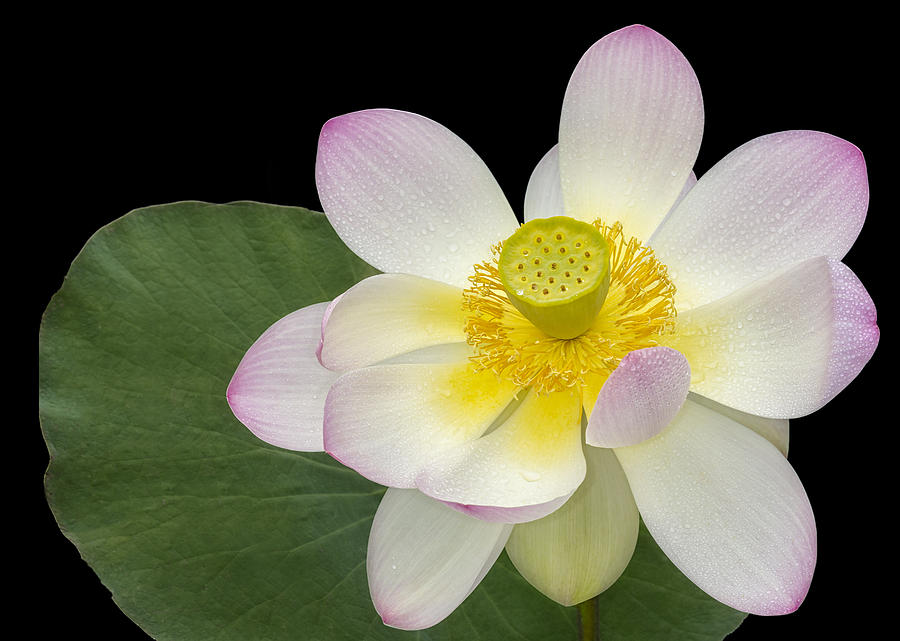 Pink Sacred Lotus Flower Photograph by Susan Candelario