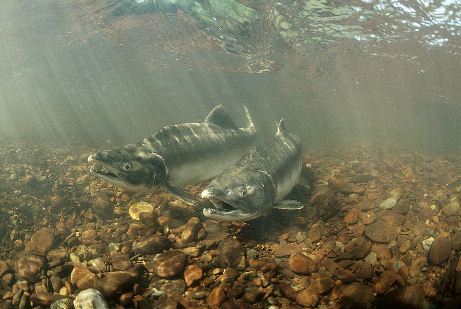 Pink Salmon During Summer Spawning Photograph by Michael Quinton