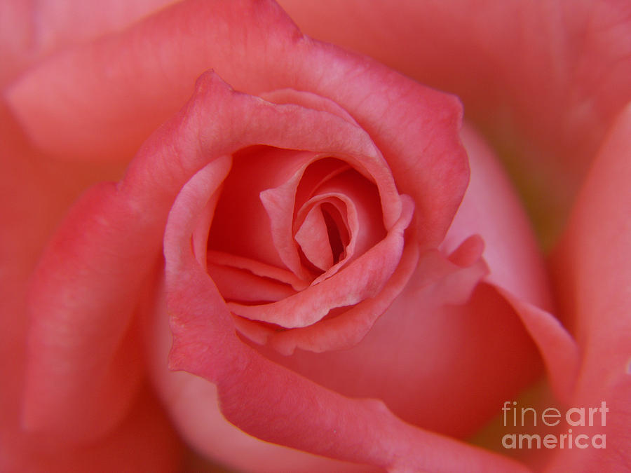 Summer Photograph - Pink Salmon Rose by Jackie Farnsworth