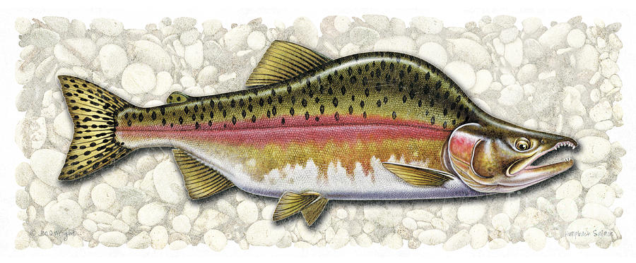 Pink Salmon Spawning Phase Painting by JQ Licensing