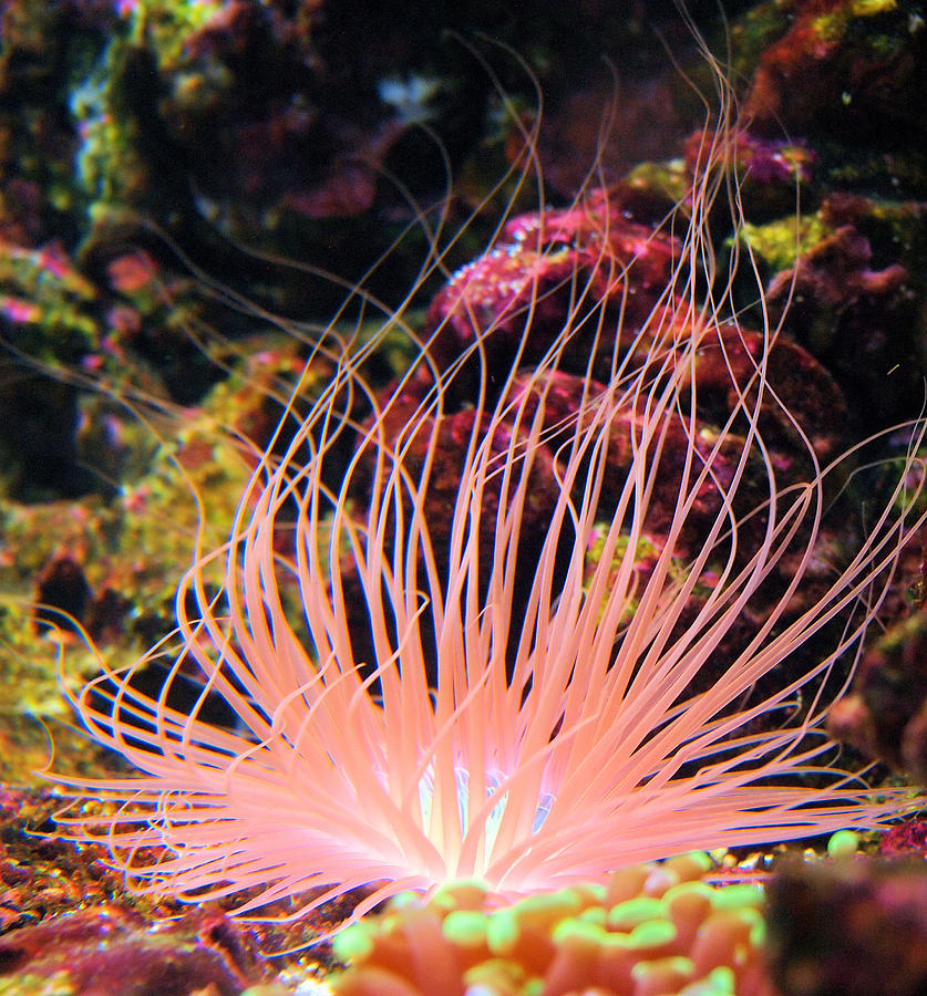 Pink Sea Anemone Photograph by Sander Kleynend