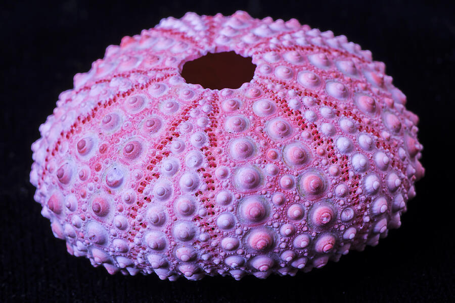 Pink Sea Urchin Photograph by Garry Gay