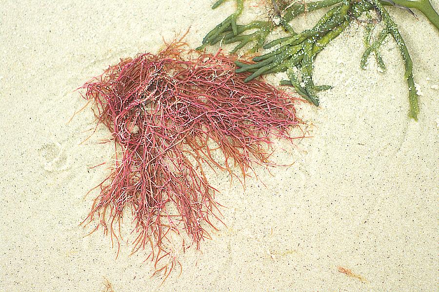 Pink Seaweed Harwich Beach Cape Cod MA Photograph by Suzanne Powers
