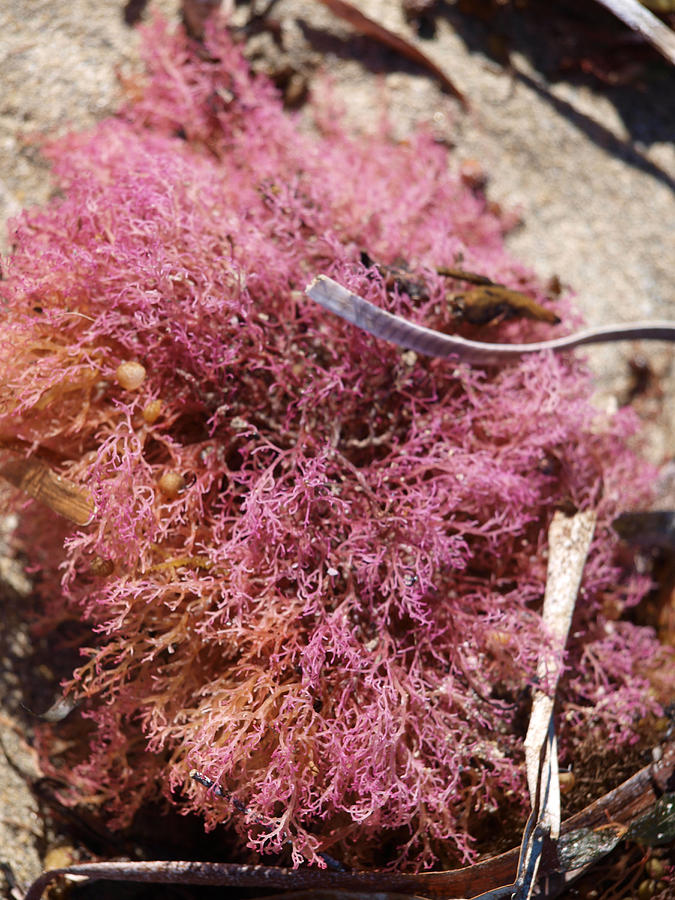 Pink Seaweed Photograph by Michaela Perryman - Fine Art America