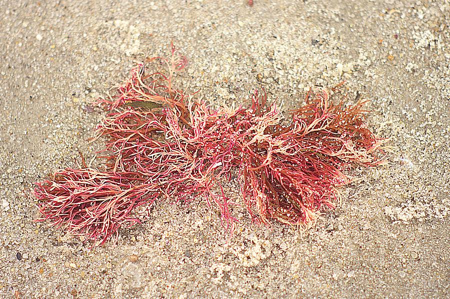 Pink Seaweed On The Beach Photograph by Suzanne Powers