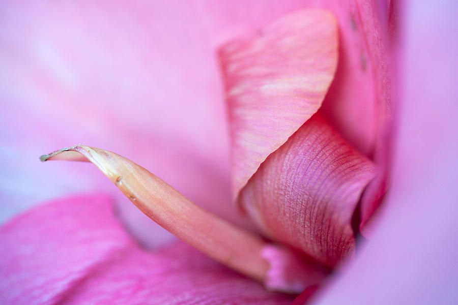 Pink  Photograph by Sennie Pierson