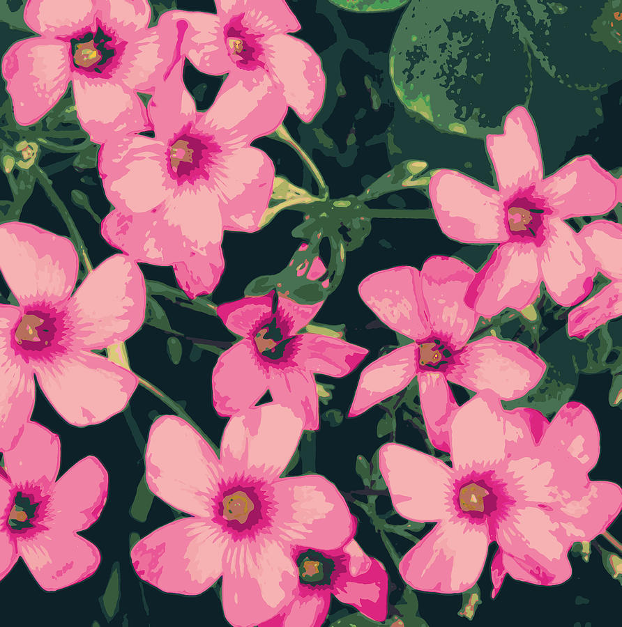 Pink Shamrock Blooms Photograph by Sheri McLeroy