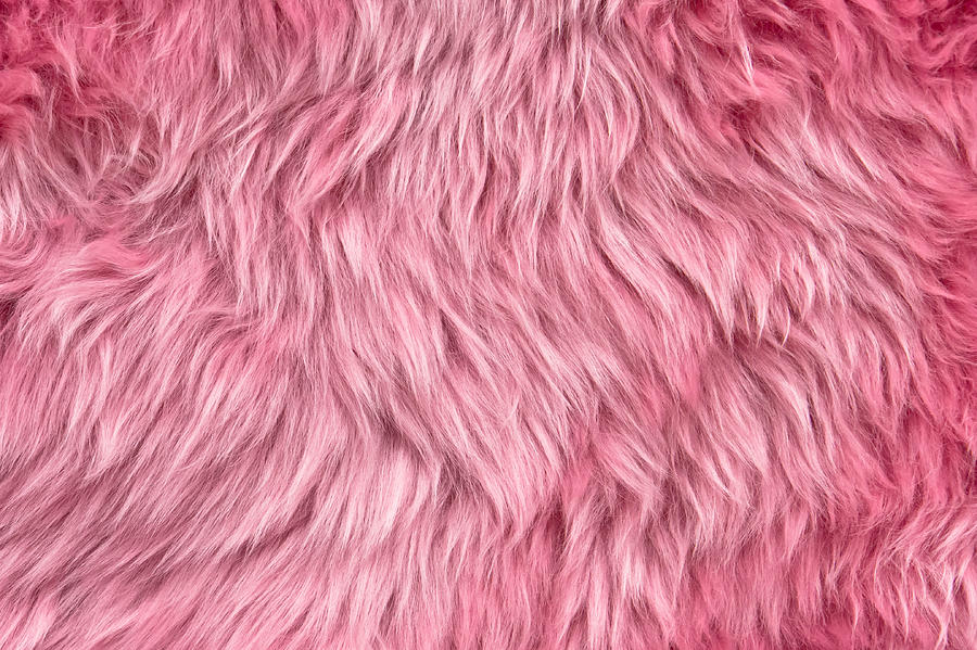 Abstract Photograph - Pink sheepskin by Tom Gowanlock