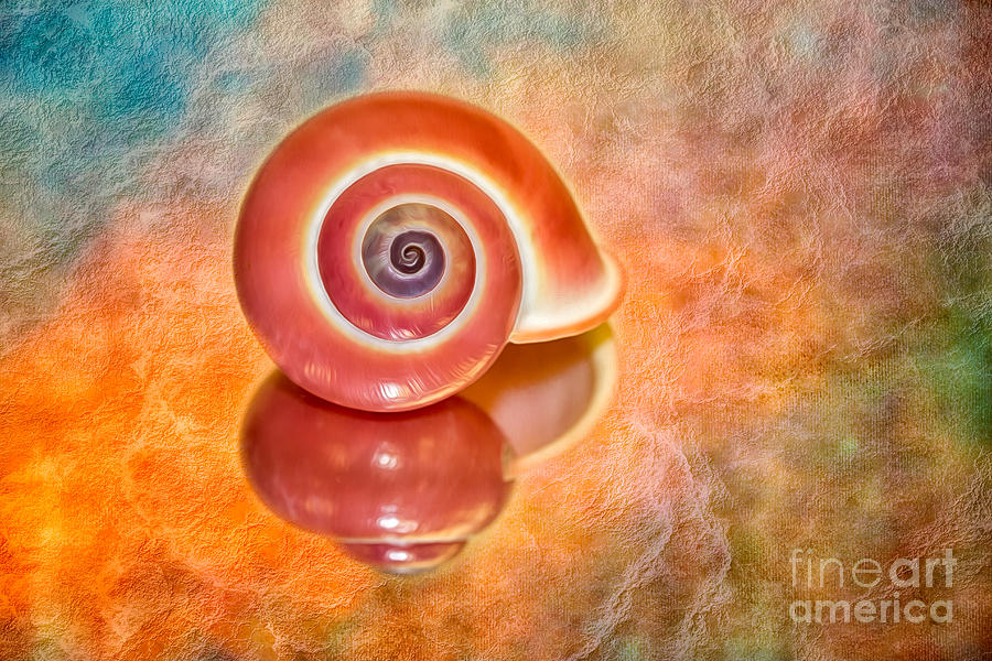 Pink Shell and Texture Photograph by Mimi Ditchie