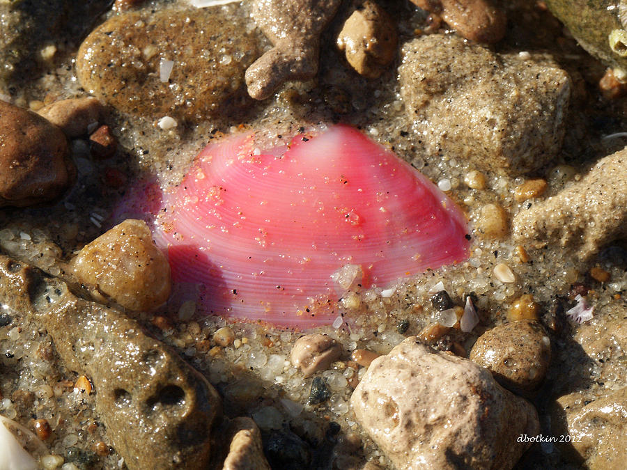 Pink Shell Photograph by Dick Botkin