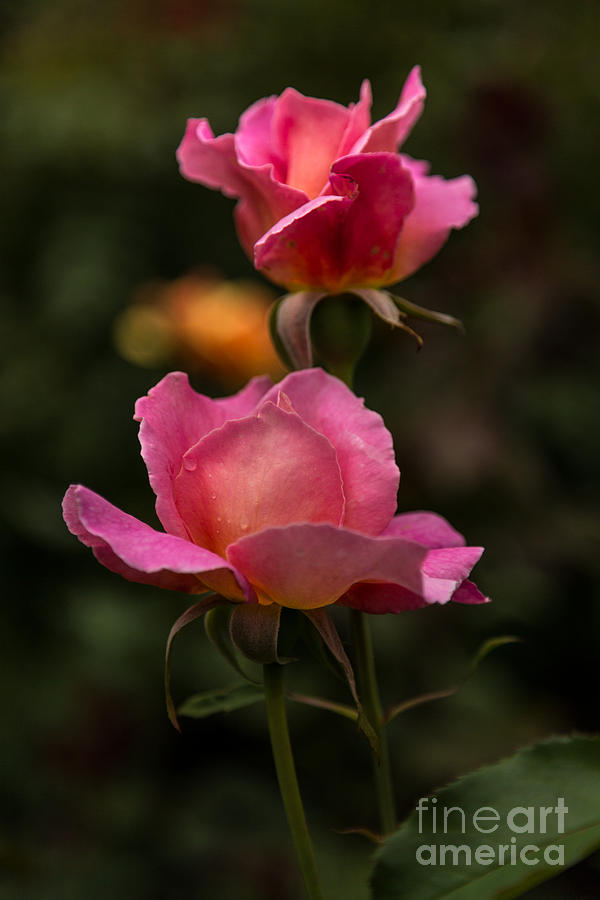 Pink Sherbert Roses Photograph By Beverly Tabet - Fine Art America