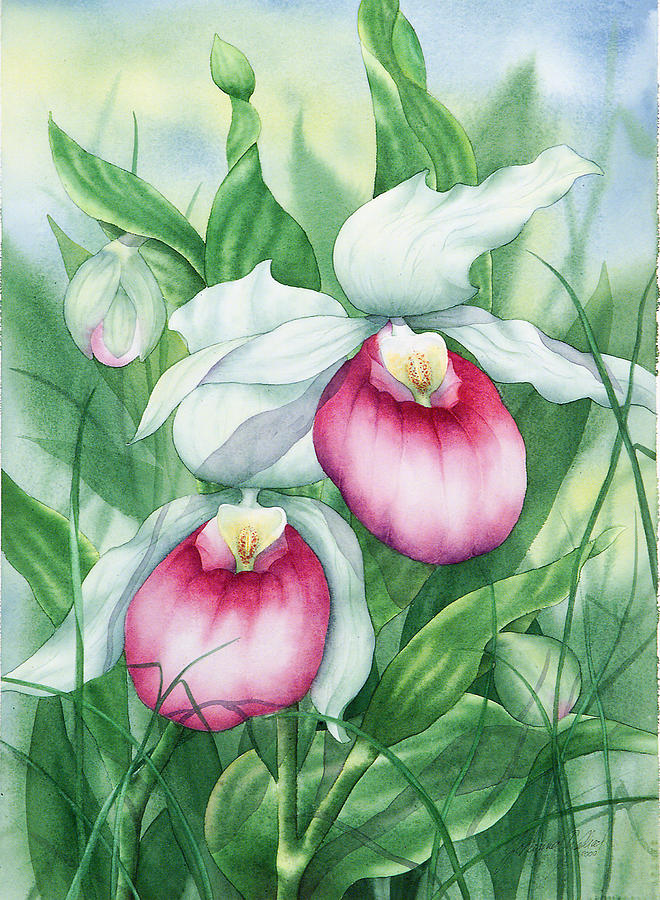 Pink Showy Lady Slippers Painting by Johanna Axelrod