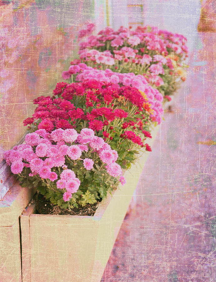 Pink Sidewalk Flowerbox Photograph by Karen Stephenson