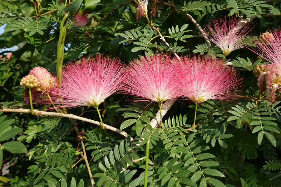 Pink Silk Tree Flowers Photograph by 