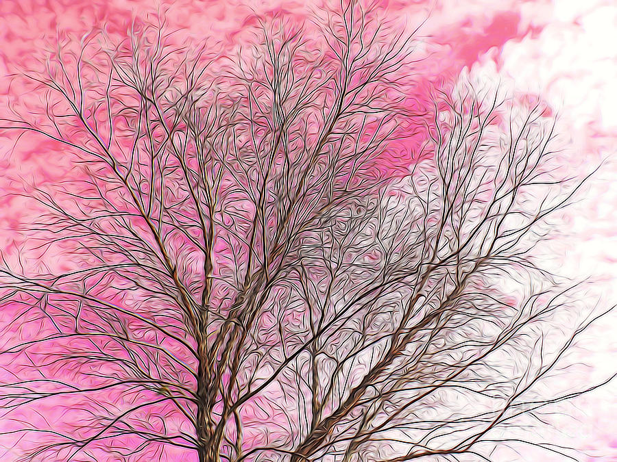 Pink Sky - Leafless Tree Photograph by Scott Cameron